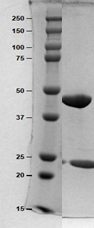 SEC-HPLC.png
