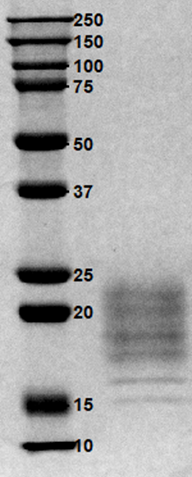 IFN-3.png IFN-3.png