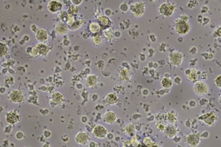 Harvest cells-2.png